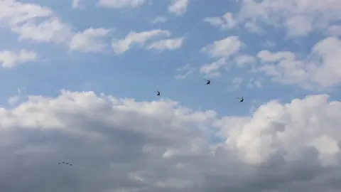 The sound of freedom 🤙🏼🇳🇱 Fly-by van 3 NH-90 heli’s en 4 F-35’s van de Koninklijke Luchtmacht tijdens Sail in Amsterdam. #sailamsterdam #luchtmacht #airforce #military #fyp 
