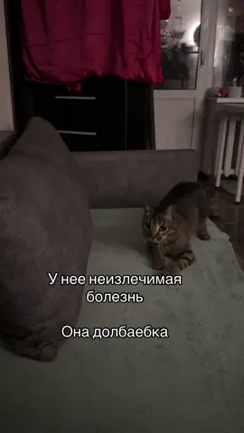 #котик 