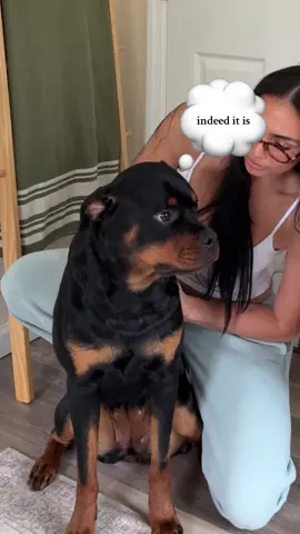 Life with a baby rottie #dogmom #rottweiler #puppytiktok #rottie #babyrottweiler 