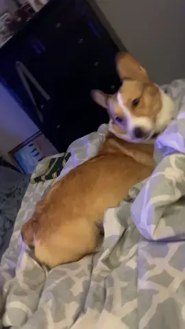 Momo couldn’t get comfy. 😊 #corgi #corgisoftiktok #corgination #furbabylove 
