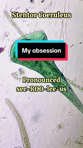 #stentorcoeruleus #microscope #series #learning #tinythings 