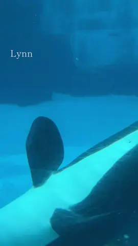 2025/8/9 アースの献花に訪れた日🌸 #名古屋港水族館  #リン  #シャチ  #オルカ 