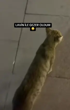 En yakın arkadaşım artık lavin#keşfet #etkileşim #öneçıkar #kedi #viral 