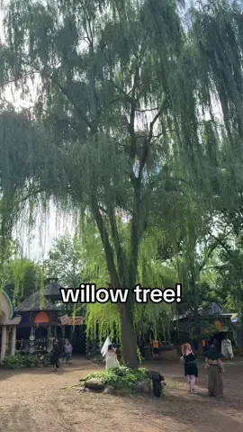I’ve definitely seen beaver chews on plenty of willows, even chewing around a really big long standing tree! #fyp #nature #Outdoors #willow #tree 