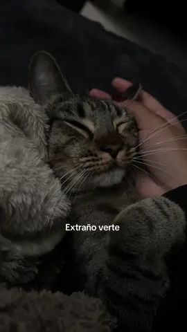 La extraño con toda mi alma, y jamás la olvidaré. 🤍🕊️#gato #fypシ゚ #friend #michi 