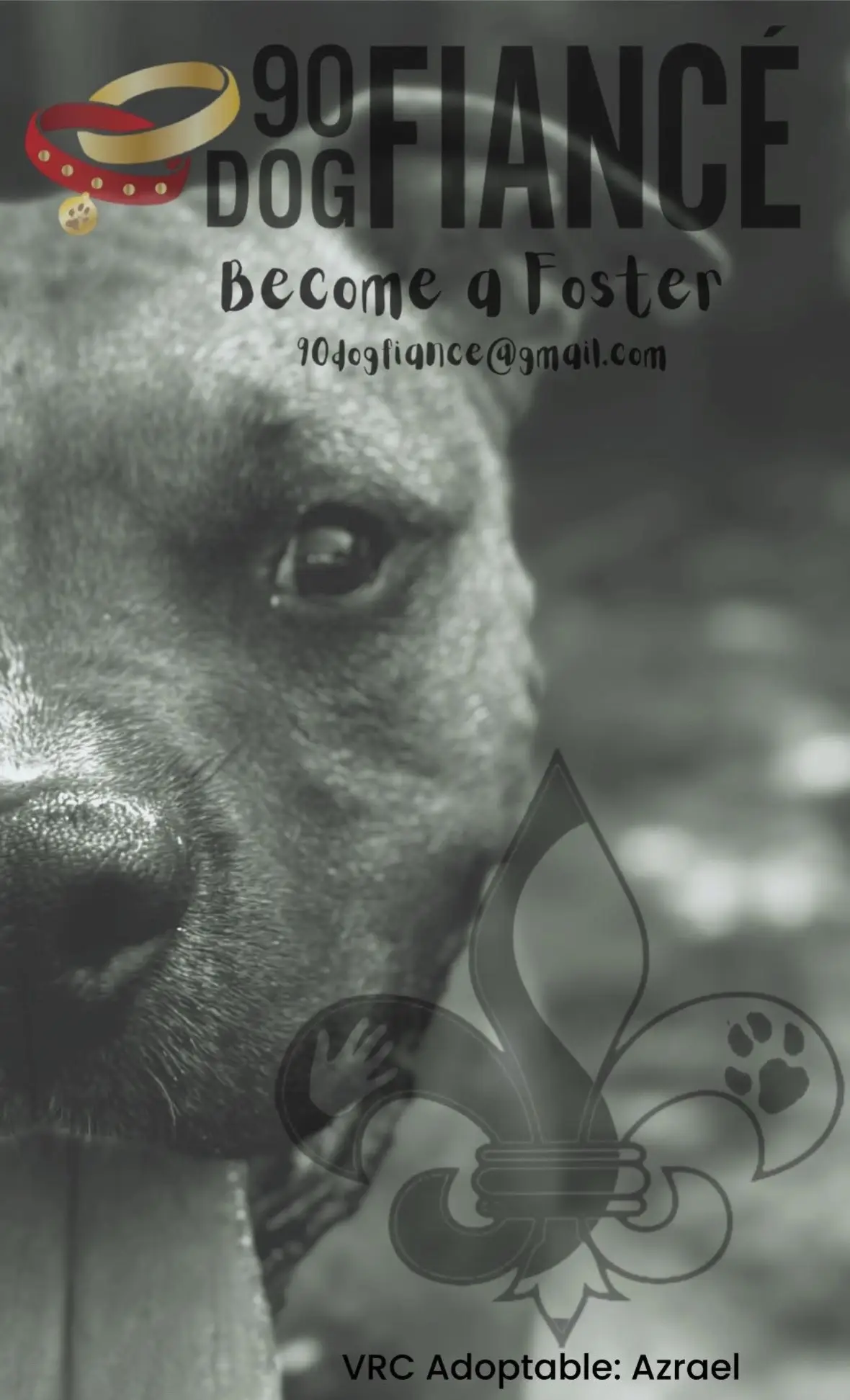 🚨 Fosters Needed! 🚨 🐾Join our 90 Dog Fiancé Program! 💍🐶 As a foster, you’ll be helping one of our amazing dogs get the second chance they deserve. We provide everything you need—food, supplies, medical care! You provide the home, love, and belly rubs. We’re especially looking for fosters in: the midwest and the east coast!  Fostering saves lives. It gives dogs the chance to thrive outside of the kennel and prepares them for adoption.  Whether you’ve fostered before or are brand new to rescue life, we’ll be with you every step of the way. 📩 Email us for more details: 90DogFiance@gmail.com Let’s find your perfect pup partner! #villalobosrescuecenter #rescuedogsoftiktok #adoptabledogs #louisianadogrescue #fosterwithvrc 