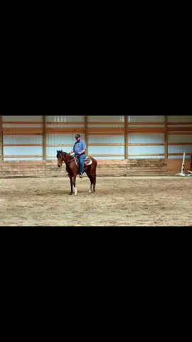 Would love some feedback. #thoroughbred #eventinghorse #dressage #equestrianlife 