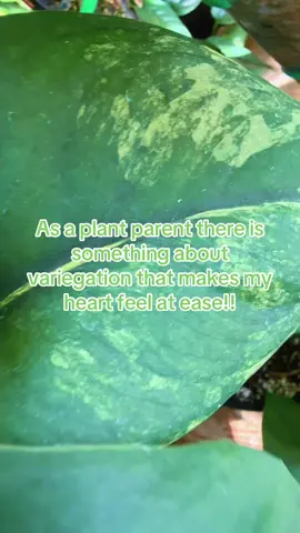 I'm almost against all green plants now!!#plants #plantsoftiktok #tropicalhouseplants #traveezplants #fyp 
