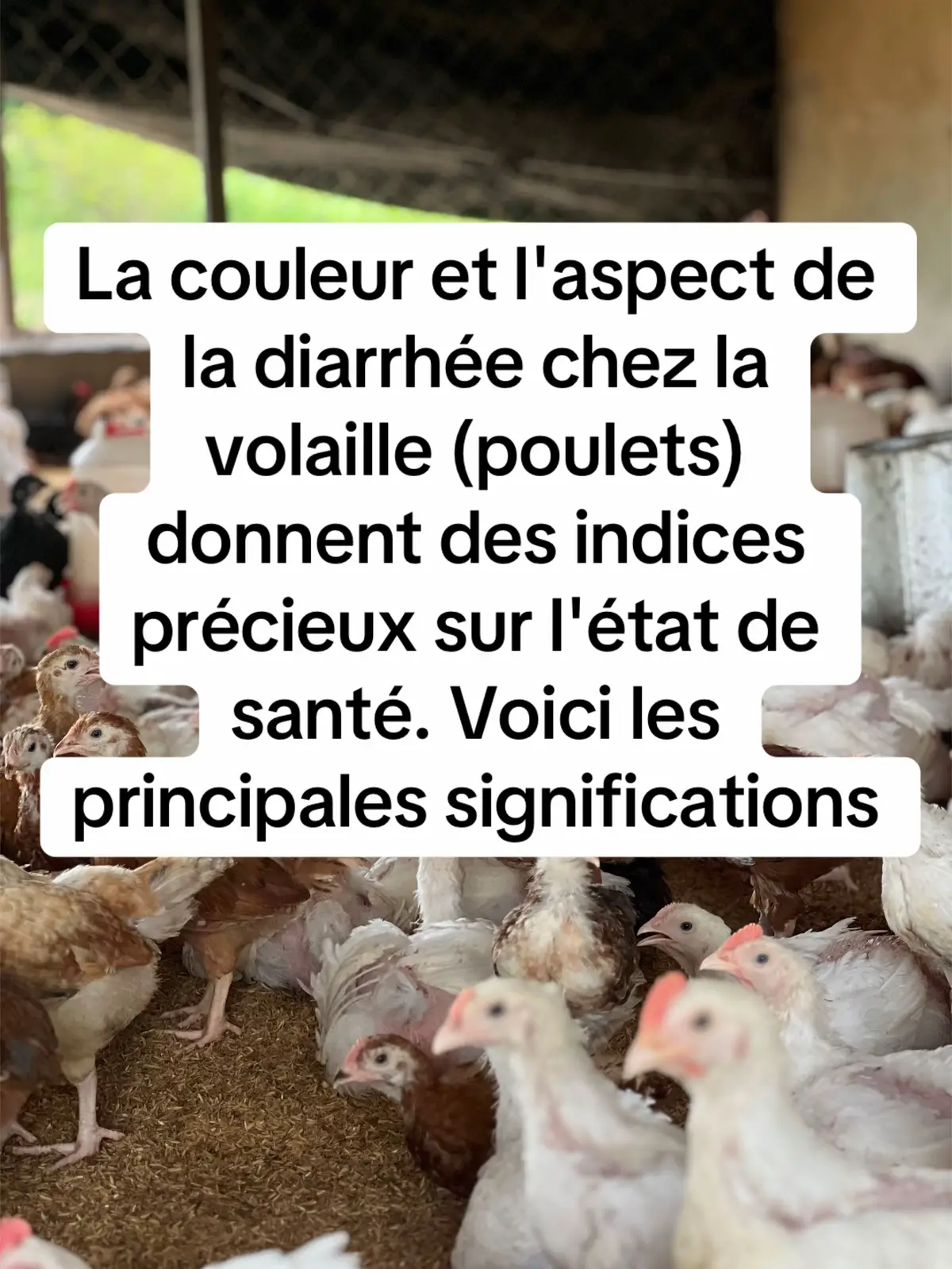 💩 La diarrhée chez les poulets n’a pas toujours la même couleur ni le même aspect : 	•	Blanche 👉 souvent signe d’infection (ex : pullorose). 	•	Verdâtre 👉 peut indiquer une maladie ou un déséquilibre alimentaire. 	•	Jaunâtre/mousseuse 👉 possible parasitose (ex : coccidiose). 	•	Sanglante 👉 cas grave de coccidiose. ⚠️ À surveiller de près, car chaque couleur est un signal de santé chez vos volailles.”**#viral #tiktokburkinafaso🇧🇫🇧🇫🇧🇫🇧🇫 #burkinatiktok🇧🇫🇧🇫🇧🇫❤️ #pourtoi #foryou 