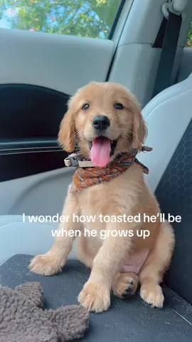 Most perfect most handsomest boy 🥰  #goldenretrieverpuppy #cutepuppy #goldenretriever #goldensoftiktok 