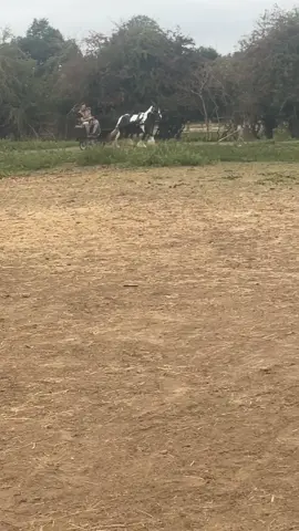 #cobsoftiktok🐎 They Way She Speeds up At The End 😂😂She Did Good Today 🫶🏻