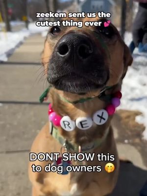 Whole tiktok has these zeekem collars…had to join