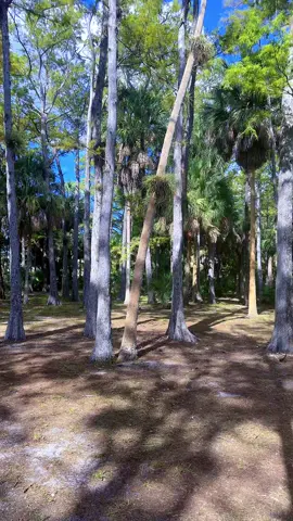 Sometimes all you need is a walk alone at the park. #LIVEIncentiveProgram #GoLIVEGrowFast #PaidPartnership  #coachprospertiktok 