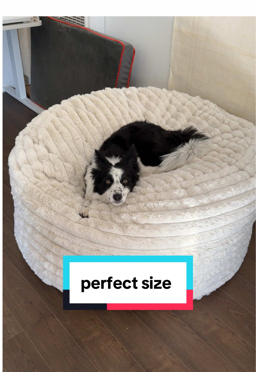 maybe I should have checked the measurements on this #dogbed #puppy #bordercollie #rescuedog #dogdad 