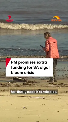 Prime Minister Anthony Albanese has visited South Australia to pledge more funding to tackle the state's algal bloom crisis. #algalbloom #albanese #primeminister #southaustralia #adelaide