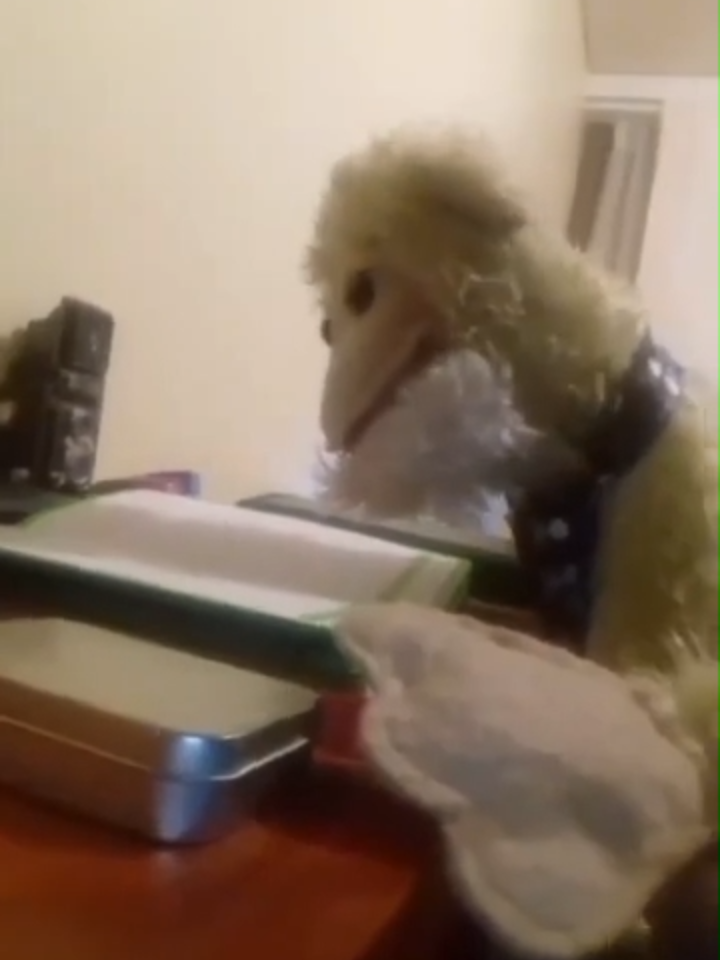 No fui a la escuela #titereshaciendotiktok #humorchileno #documentales #documental #vídeoviral #amigos #sketch #viraltiktok #titere #humorchile #tiktoklatam #cumpl #titeres #videos #chile #chilevirales #muppets #fiestadecolores #latam #escuelachile