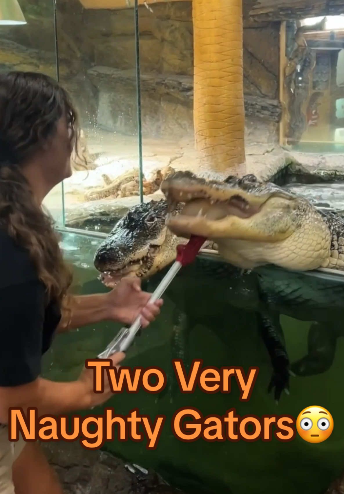 THEY BROKE THE ENCLOSURE ⁉️ These boys were all riled up today 😅 They don’t know what ‘one at a time’ means 😆 Darth and Gomer will never NOT give me a run for my money during feeding time 🐊 What can you expect on shrimp dinner 🍤 day 😅🐊