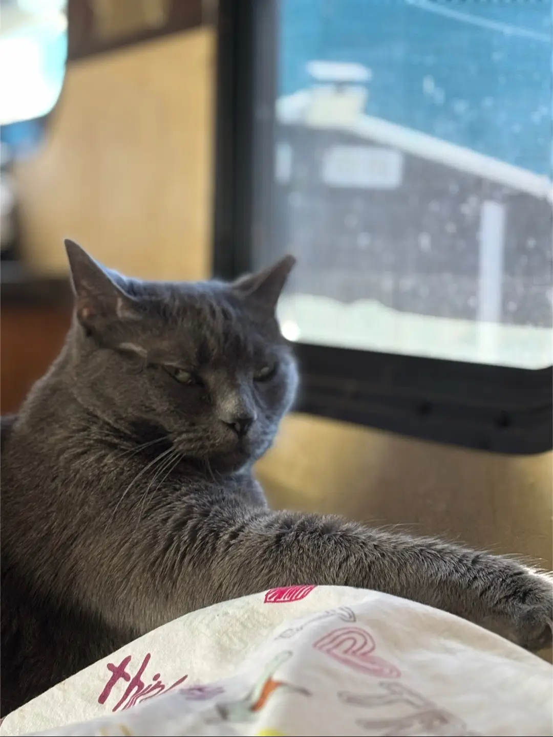 A sus pies! ❤️#cats 