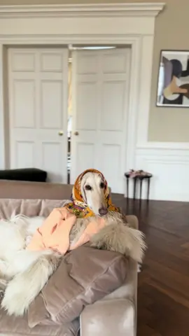 Aunty’s always here to listen, judge and advise… time to spill the tea, sweetie 😘 #AfghanHound #FashionDog #WeListenAndWeDontJudge 