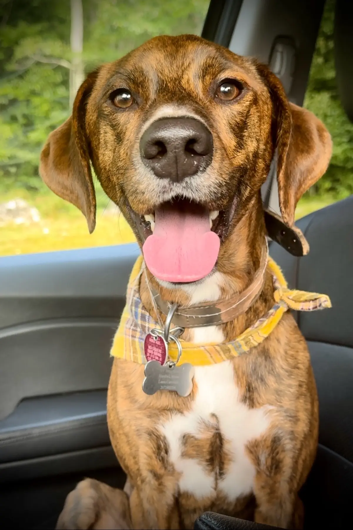 Plott Hound/Greyhound 👌🏼 #puppy #dog #dogsoftiktok #dogs #disney