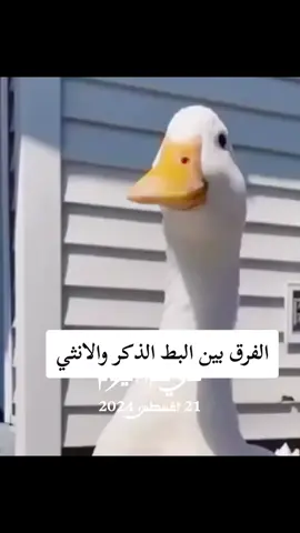 #في هذا اليوم