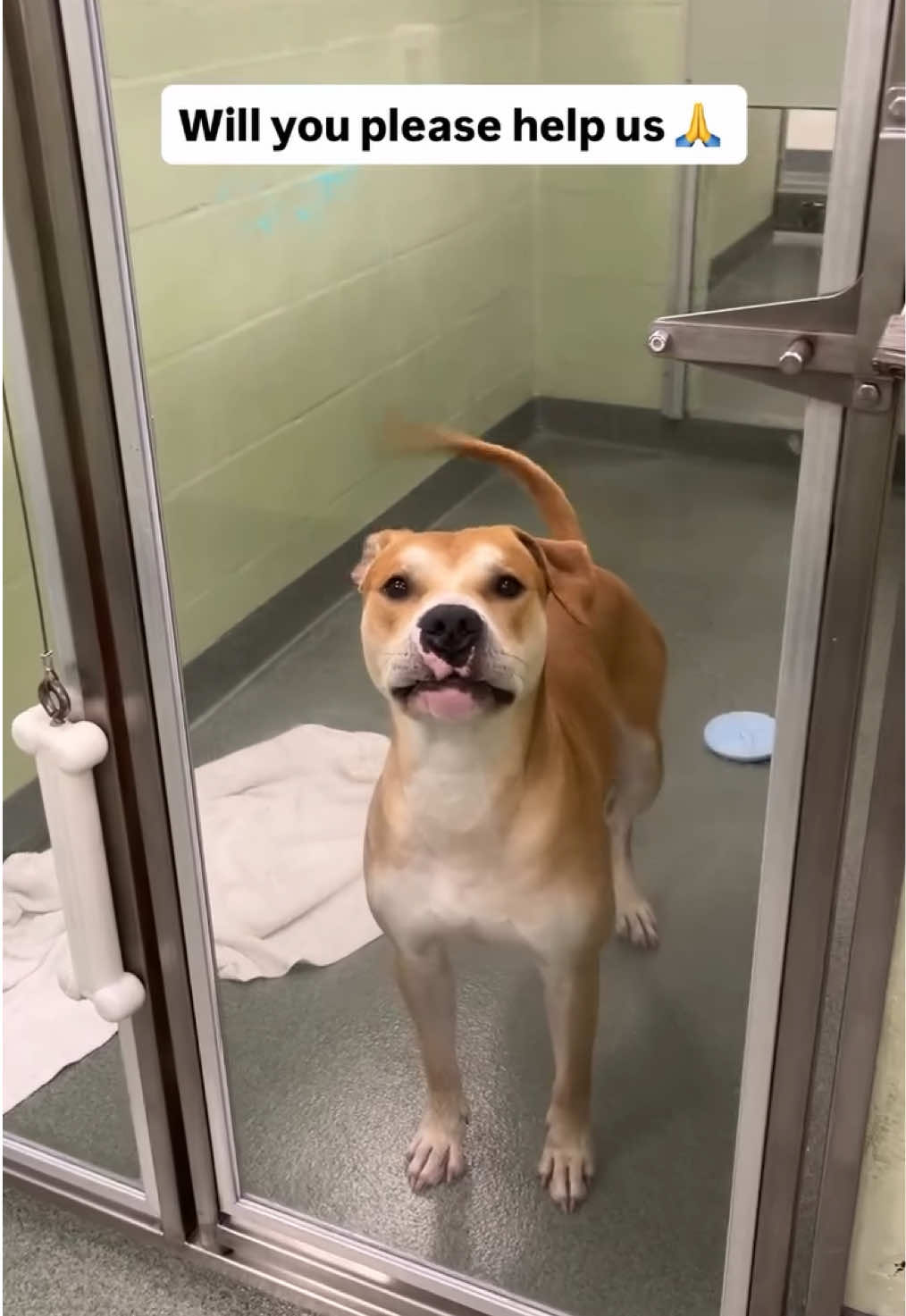 This is just one side of our four kennels at the shelter. 😔 So many faces, each one patiently waiting to be noticed 🥺💔 We do everything we can to make sure they are loved and cared for while they wait for their forever homes, but what they really need is a family of their own.   Meet Manolo, Latte, Moana, Rosita, Butterbean, Angel, Samy, Simon, and Von Pierre. Each of them is special and so deserving of love ❤️ Could one of them be the missing piece in your life? 🙏    If you cannot adopt, please share their post 🙏 And consider donating to their care. Your support helps keep these sweet pups safe until their families finally find them. ❤️‍🩹    To adopt one of our loving pets, please complete the pre-adoption application at www.humanebroward.com and then stop by the Humane Society of Broward County. We are located at 2070 Griffin Road in Fort Lauderdale and open daily at 11 a.m. If you have questions, call 954-989-3977.   #adoptdontshop #rescuedog #shelterdog #adoptme #humanebroward      