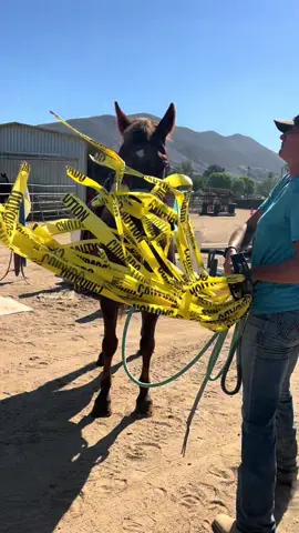 Always busy over here..making good minded horses💙 #horsetrainer #desensitizing #horsesoftiktok #cowgirl #western 