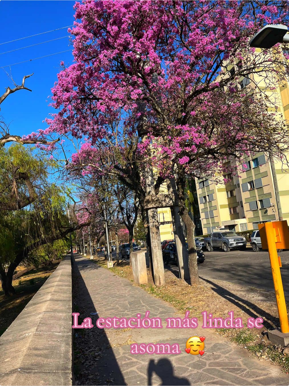Van floreciendo nuestros Lapachos, la primavera está llegando 🌸💐🌺 Jujuycito 🥰 #Primavera #jujuy #fyp #viraltiktok #viralvideos 