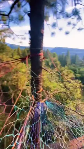 Who’s coming to play in the trees? #fyp #treenetwillys #adventure #travel #Lifestyle 