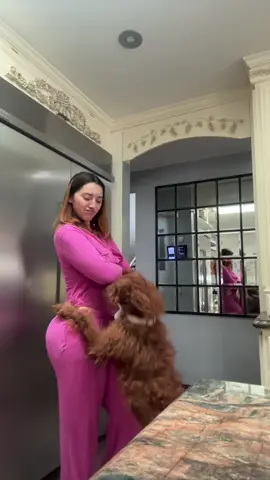 #dogsoftiktok #latina 