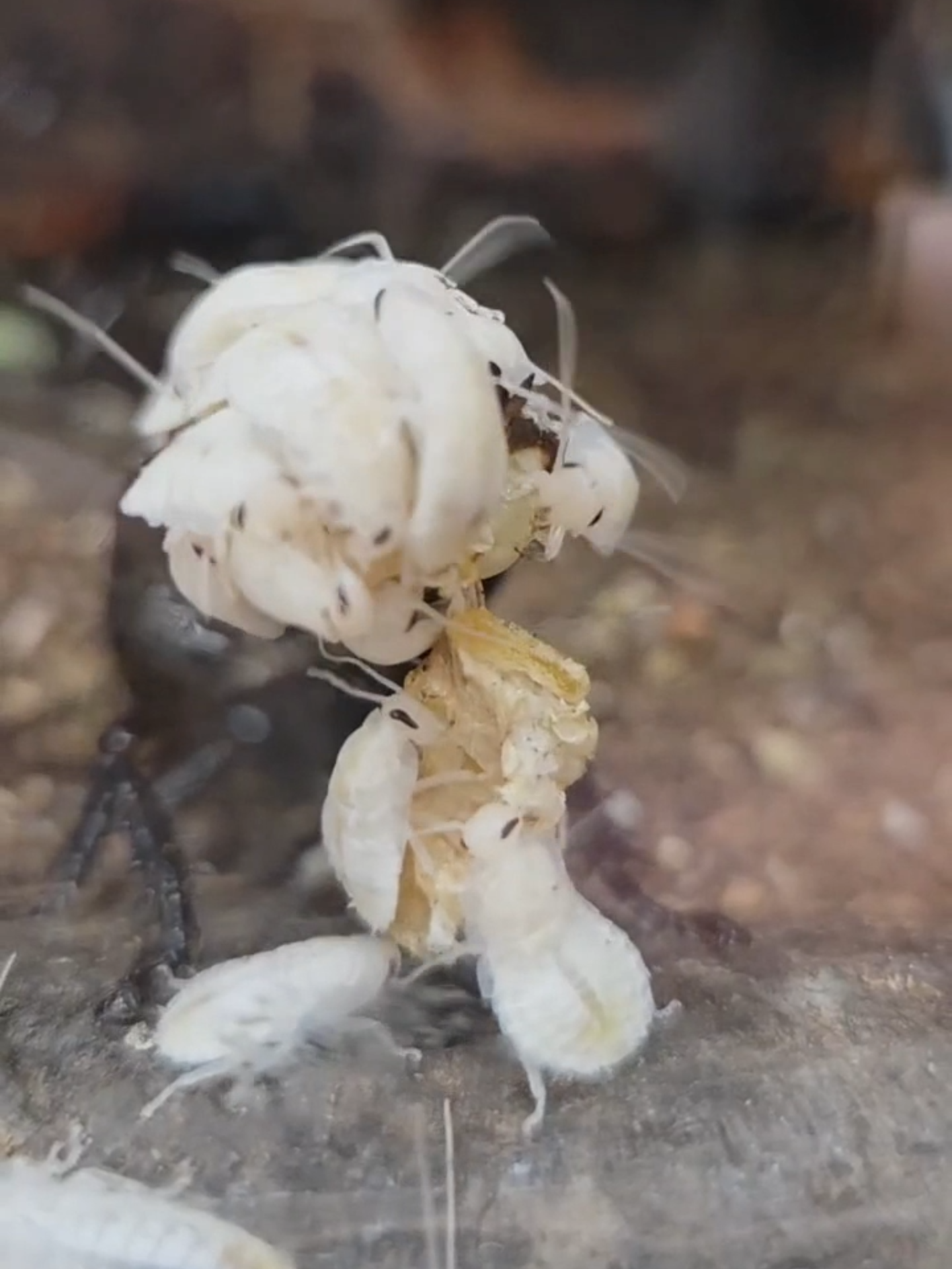 A truly rare sight! 🪳 This Madagascar hissing cockroach is giving live birth, an incredible process you don’t often see captured. Unlike many insects that lay eggs, female hissers carry their egg case internally until the young are ready to emerge (often 20-40 at a time). When born, the tiny nymphs are soft and white, gradually hardening and darkening as they grow. #pointdefiancezoo #cockroach #madagascarhissingroach #zoo