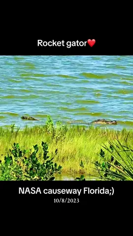 Gator during the rocket live #florida #river #nature #therapy #thankful 