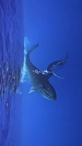 #ocean #whale #viral #paratiiiiii 