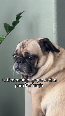 lulu comprometida #pug #alergia #dog #comida #calor 