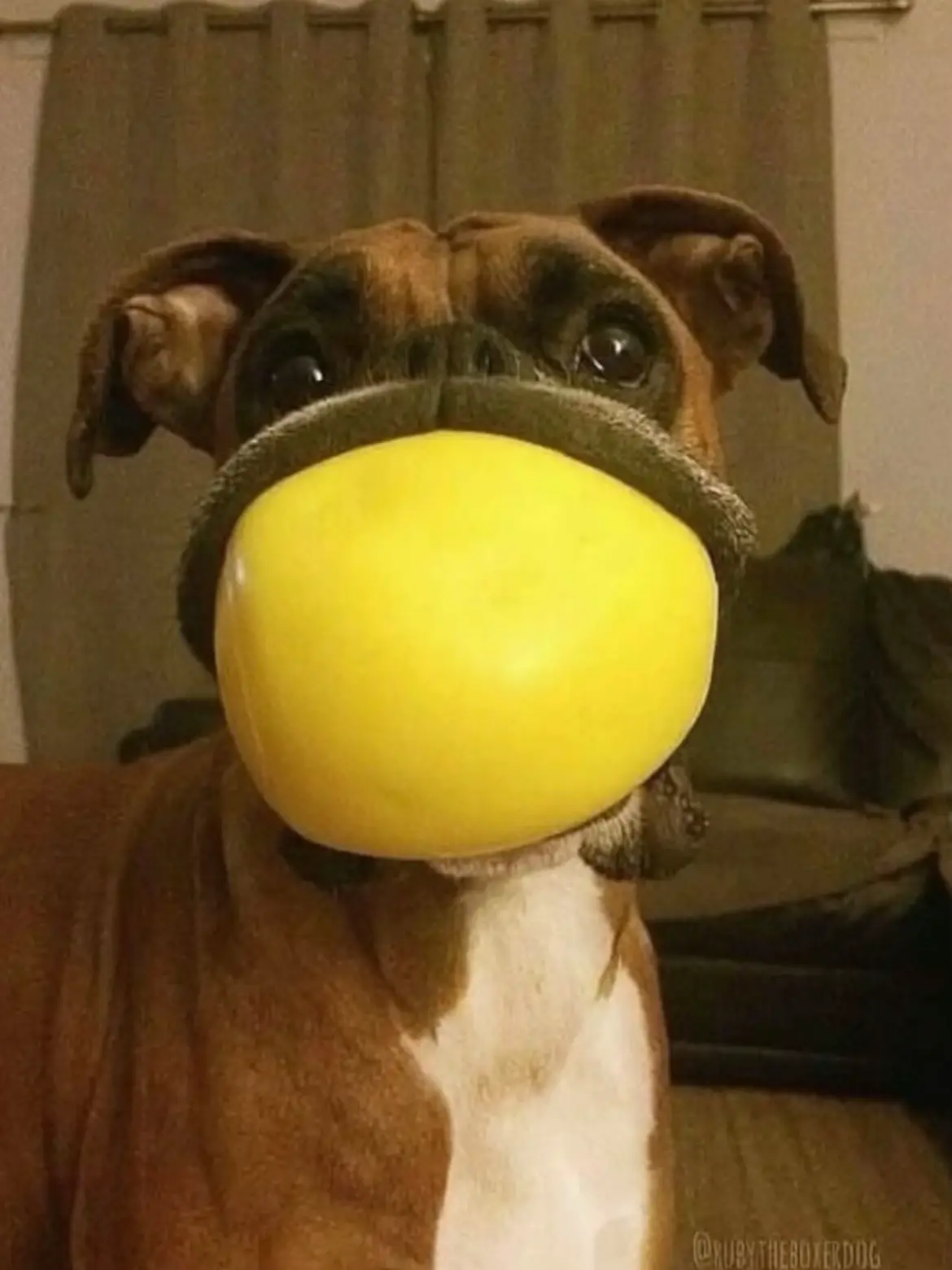 #fyp #xybca #dog #dogball #dogsoftiktok 