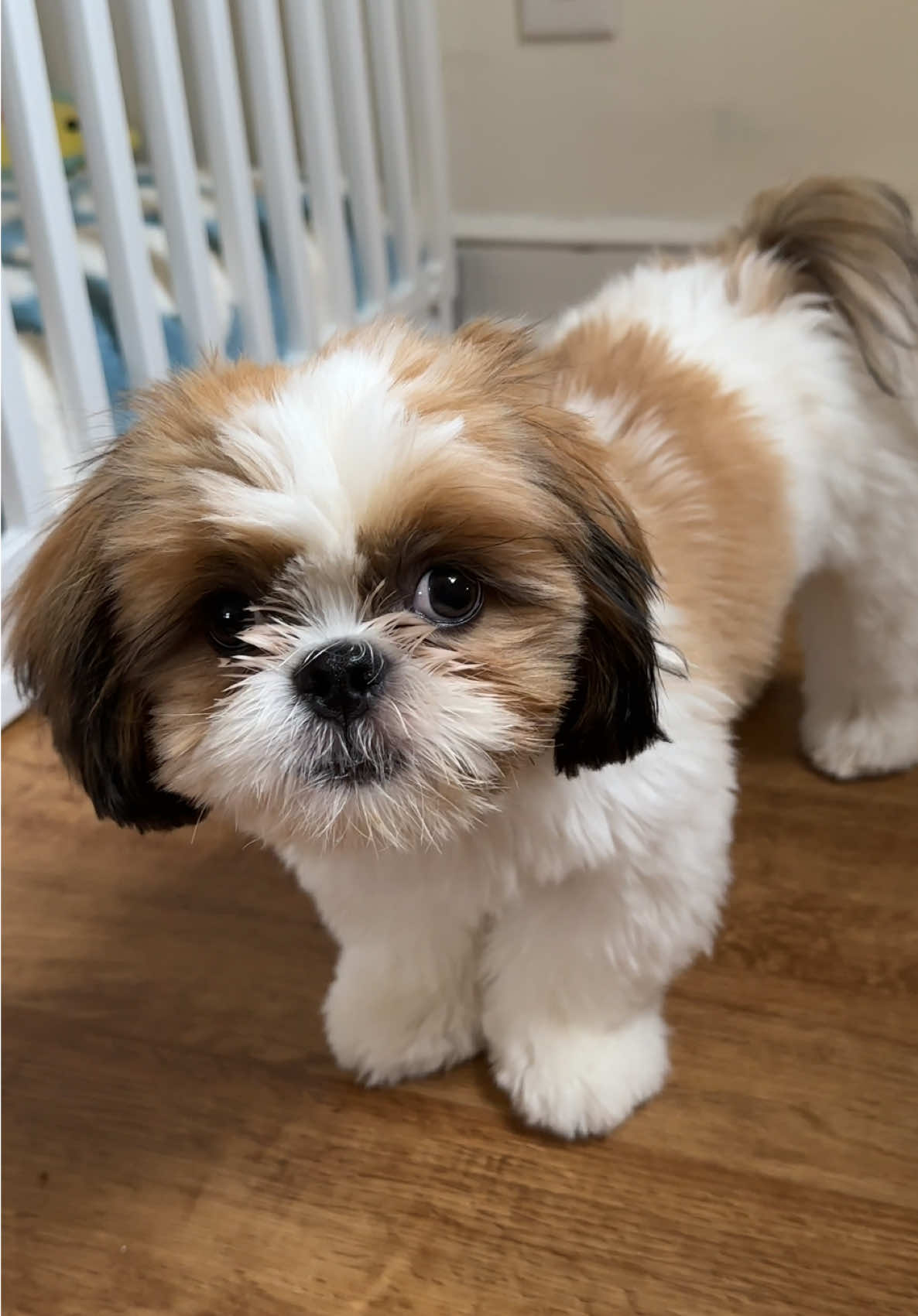#DogTraining #trainingdog #fetch #shihtzu #chestershihtzzu 