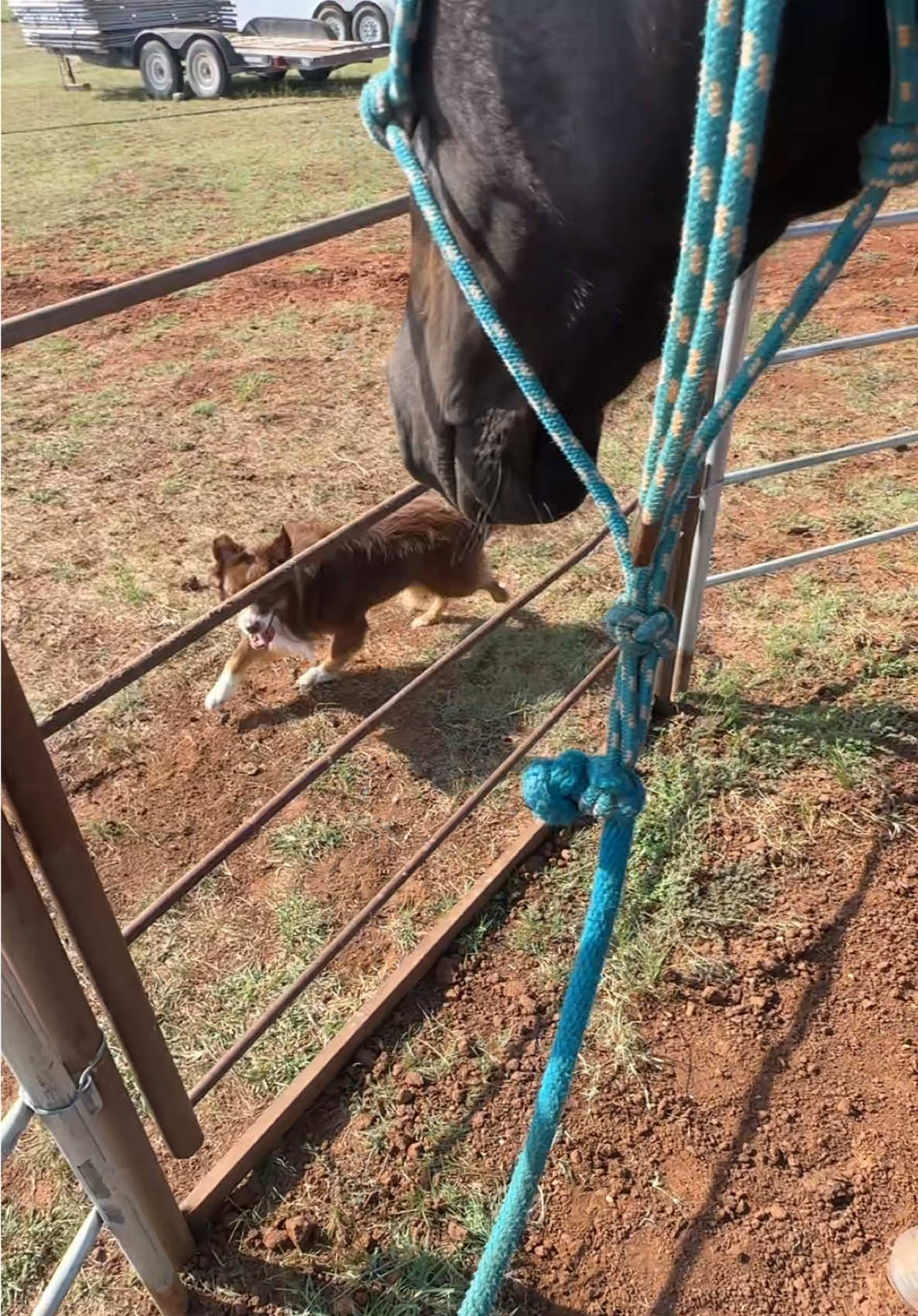 Does anyone else’s dog do this? 😂 every single time #dogs #horses #ranch #horsetraining 