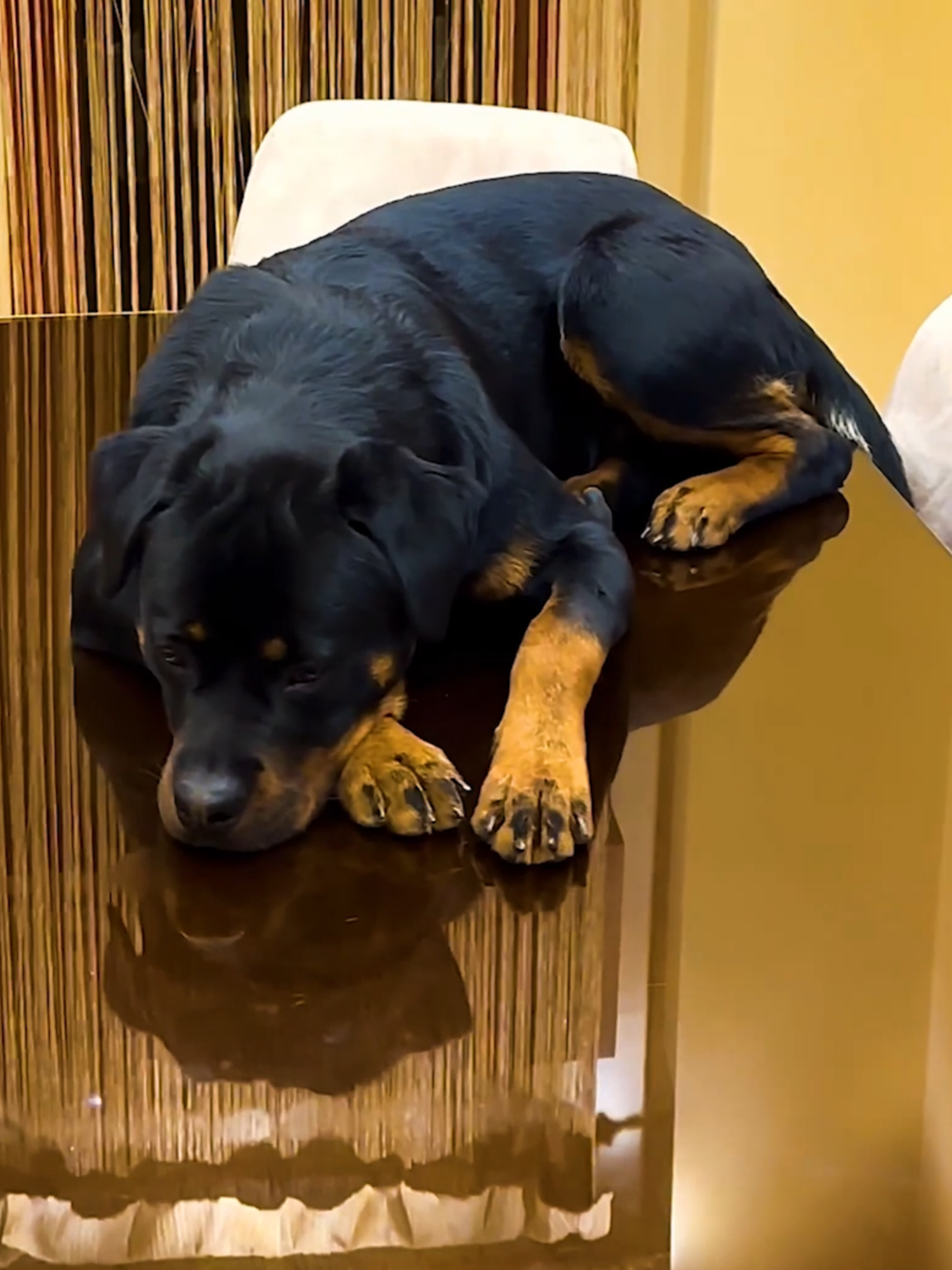 He sleeps anywhere but where's he supposed to 🤭 Licensed by ViralHog, filmed by Odin_the_rottieu #rottweiler #dogs