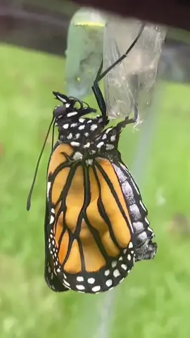 Monarch Butterflies emerging from their chrysalis. Looking back to a few years ago. #monarchbutterfly #monarchbutterflies #butterfly 