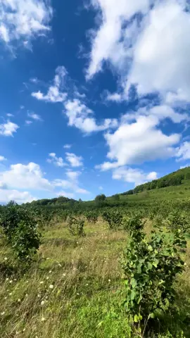 🍀