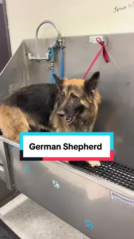 Bear the German Shepherd 🧸#germanshepherd #shepherd #germanshepherdsoftiktok #doggrooming #dogbath 