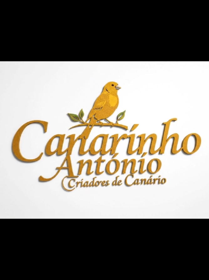 #canarinhoAntôniocriadoresdecanário#canari #fob #pets #aves 