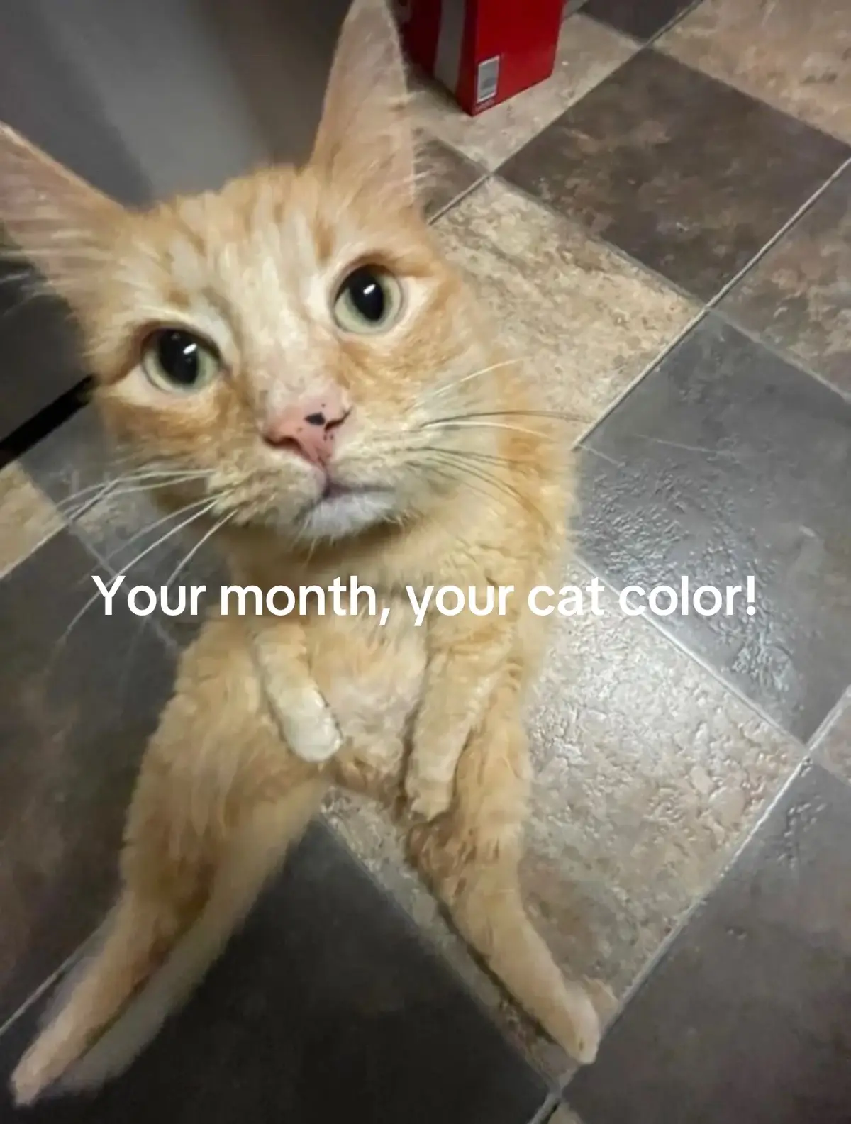 #cat #catsoftiktok #slideshow #fyp #foryou 