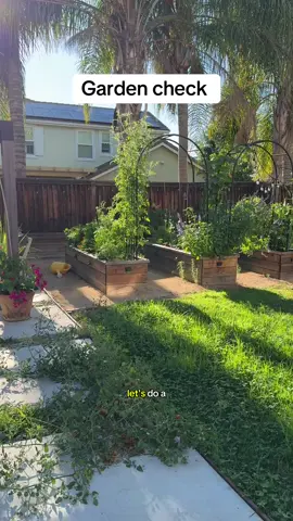 August morning garden check, interrupted by a squirrel.  Rock tomato is doing VERY well. Gonna be saving seeds from this cherry tomato to sell! #gardening #gardentiktok 