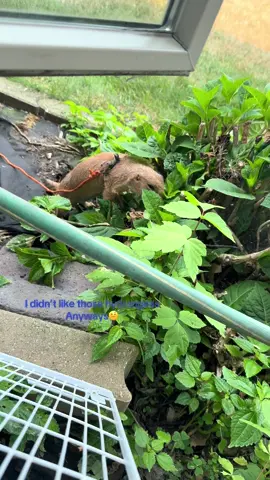 #beanstheprariedog #exoticpets #animalsoftiktok #prariedog #animals 