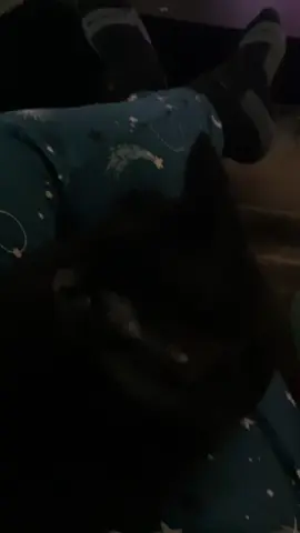#binkleyfamily #fyp #blackcats #blackcatsoftiktok 