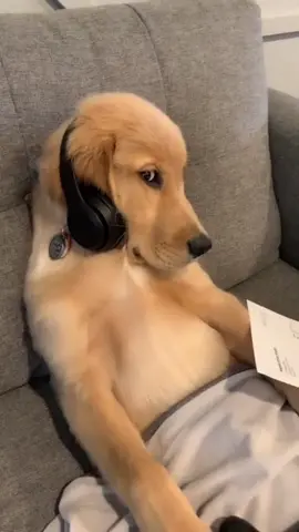 Golden Retrievers 🥹❤️ #goldenretriever #golden #goldenretrieverlife #dogsoftiktok #goldenretrieverpuppy 