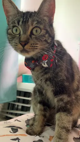 #emo #fyp #cat #kitten #catsoftiktok 