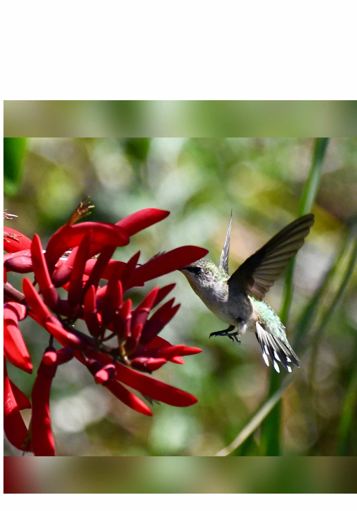 The hummingbird - a creature so tiny it can fit in your hand, yet it can fly backward, sideways, and even upside down—the hummingbird's wings are a blur, beating up to 80 times per second to achieve this aerial ballet.  This tiny powerhouse is not just a beautiful bird, but an engineering masterpiece of speed, agility, and endurance. #hummimgbird #birdsoftiktok #birdwatching #nature #birdtok 