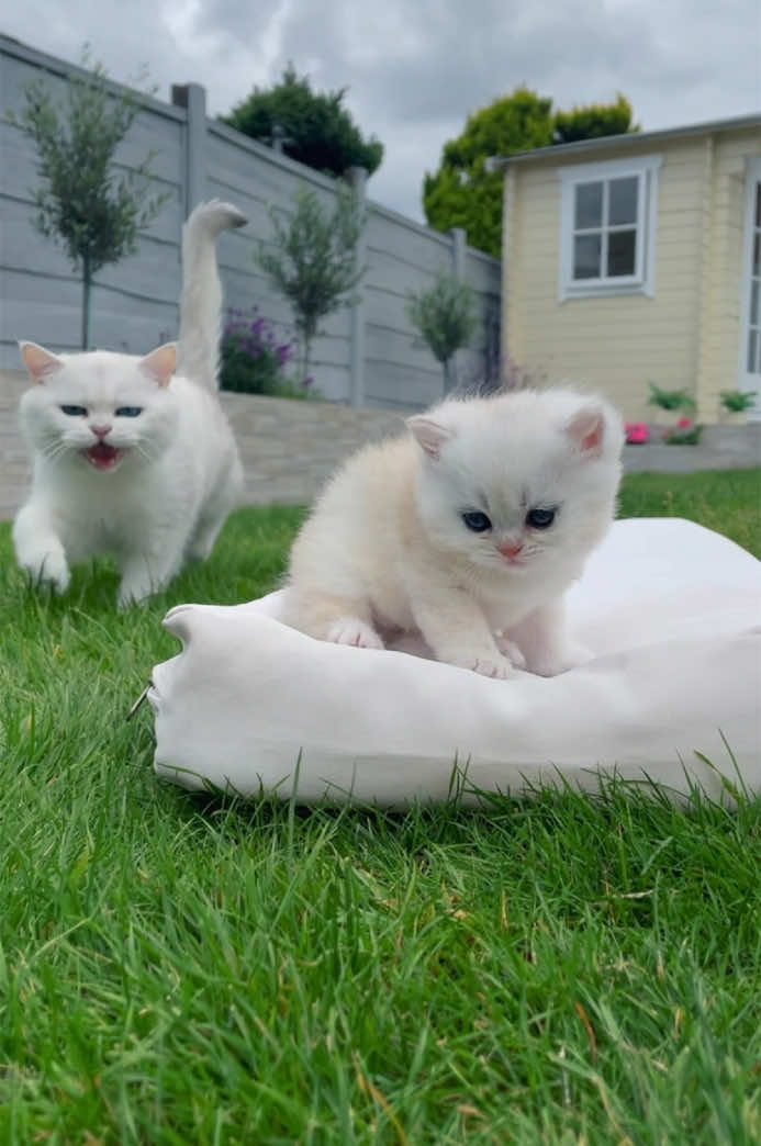 Mama & daughter 🌸🐝🦋 #vivafold #fyp #purrfect #tiktokviral #whitekittens #kittens #blueeyes #reel #reelsinstagram 